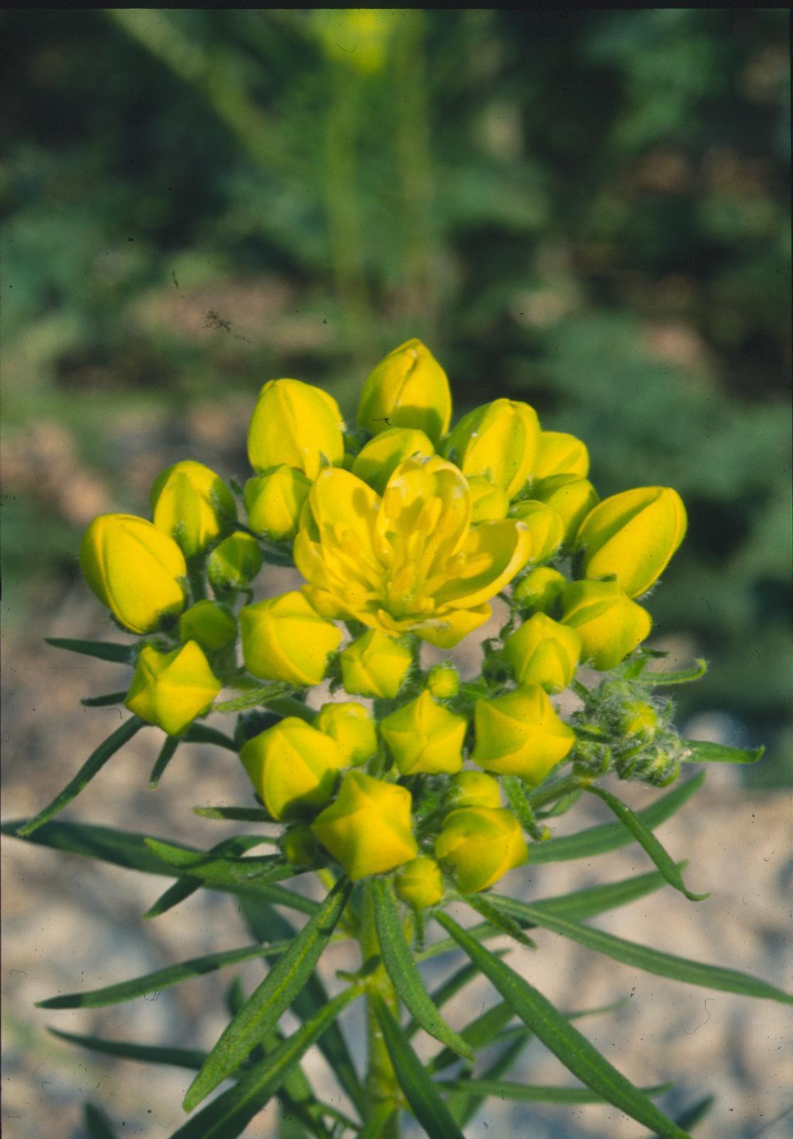 Haplophyllum patavinum / Ruta patavina
